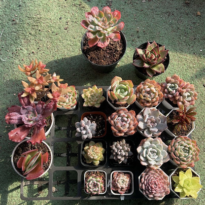 Succulent Plants with Pots