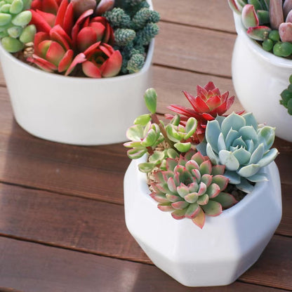 Succulent Plants with Pots Indoor Green Decor