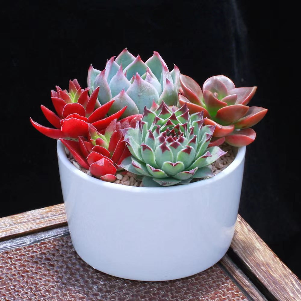 Succulent Plants with Pots Indoor Green Decor
