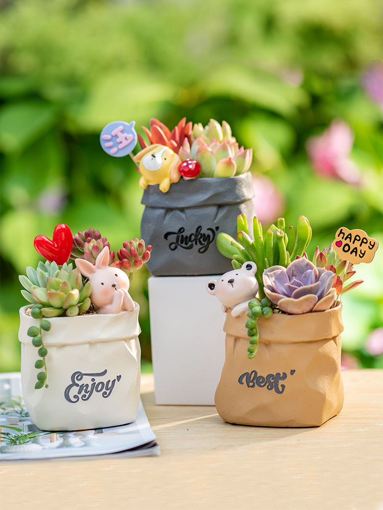 Succulent pot plant