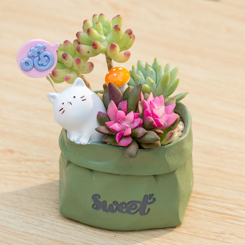 Succulent pot plant