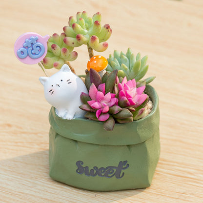 Succulent pot plant