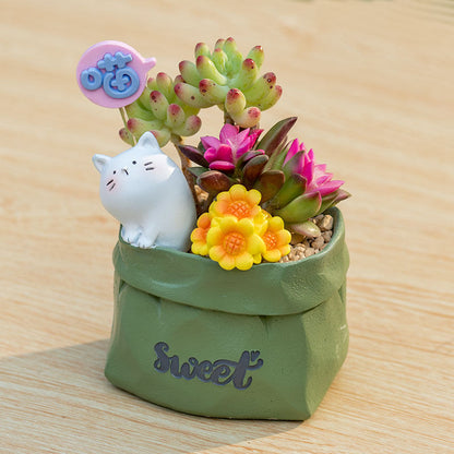 Succulent pot plant