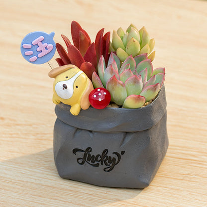 Succulent pot plant