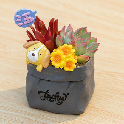 Succulent pot plant