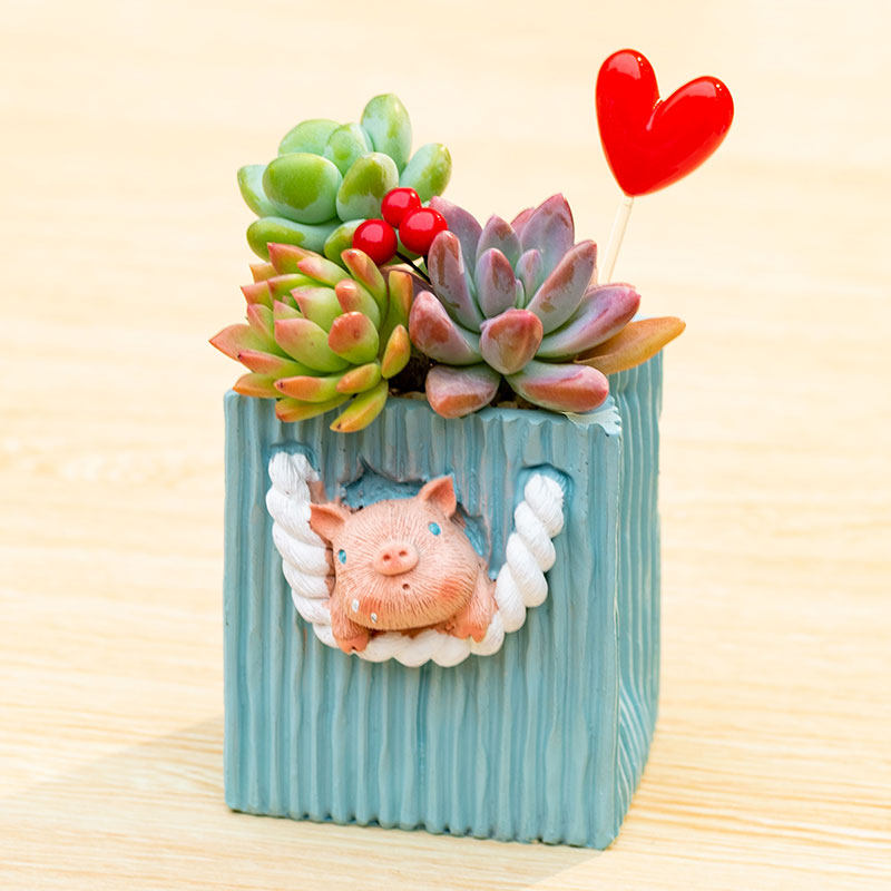 Succulent pot plant