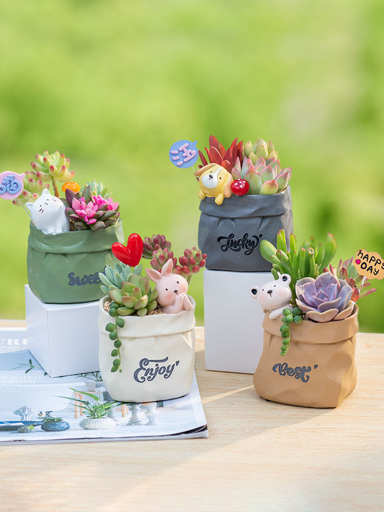 Succulent pot plant