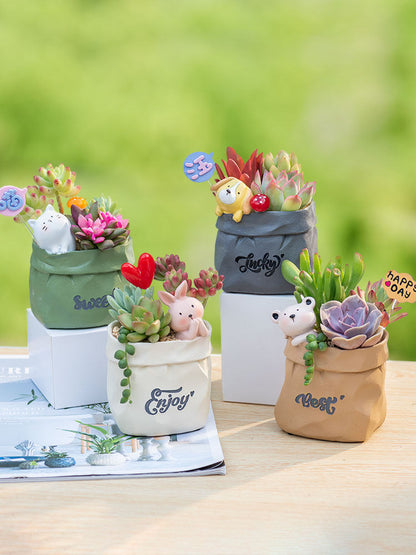 Succulent pot plant