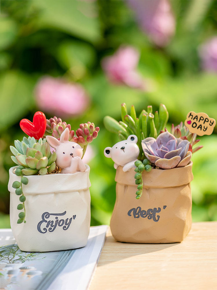 Succulent pot plant