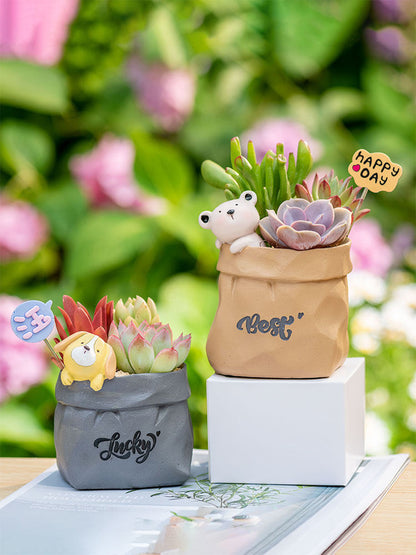 Succulent pot plant
