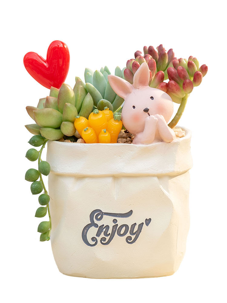Succulent pot plant