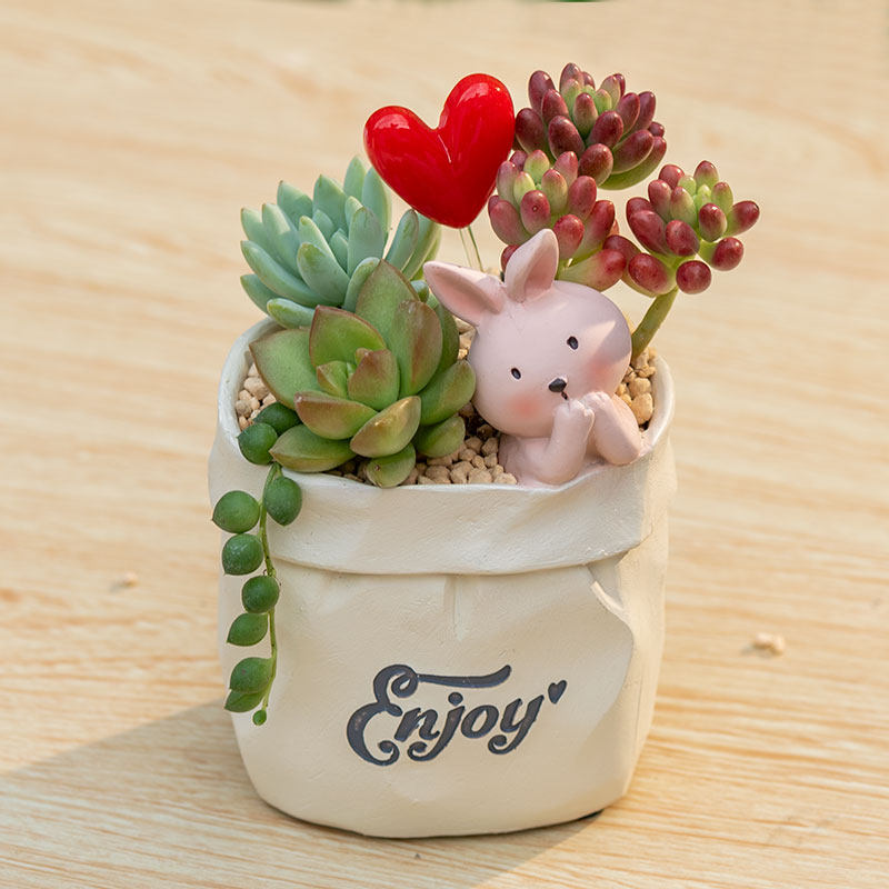 Succulent pot plant