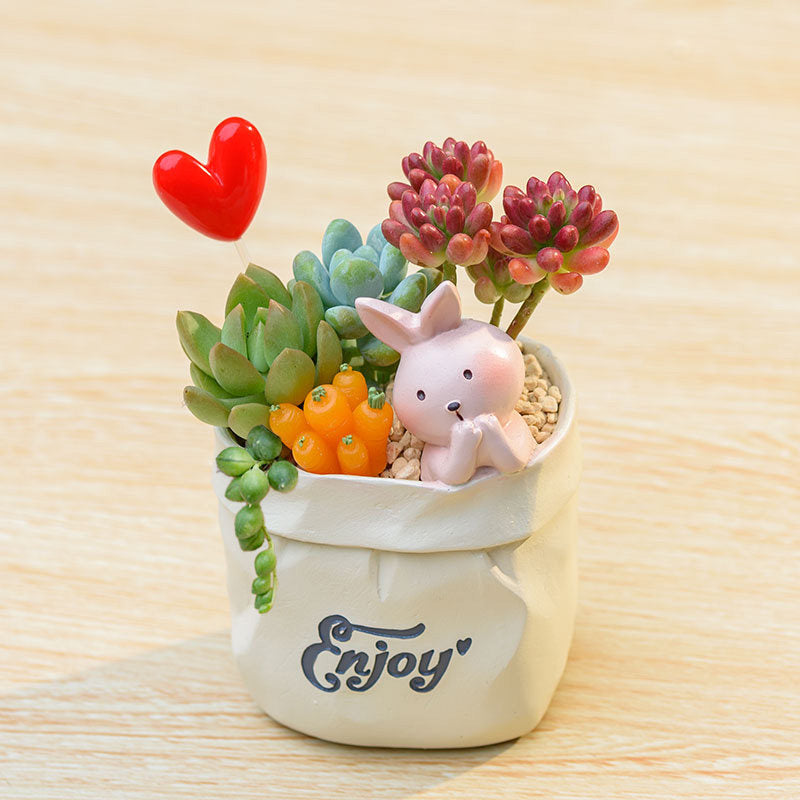 Succulent pot plant