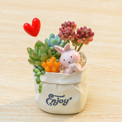 Succulent pot plant