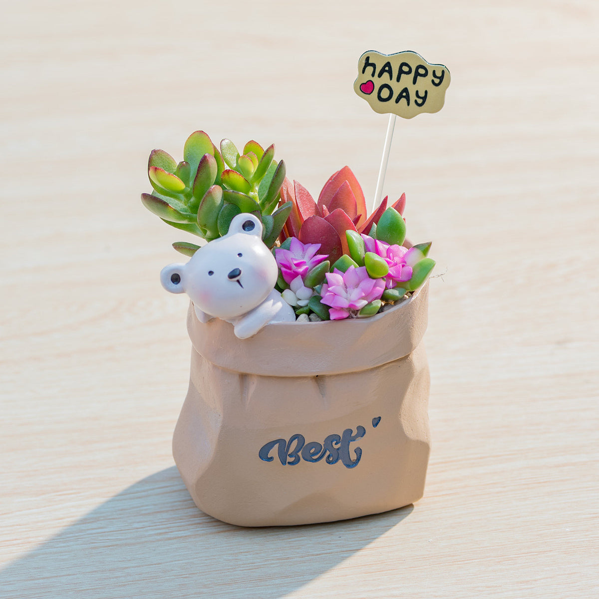 Succulent pot plant