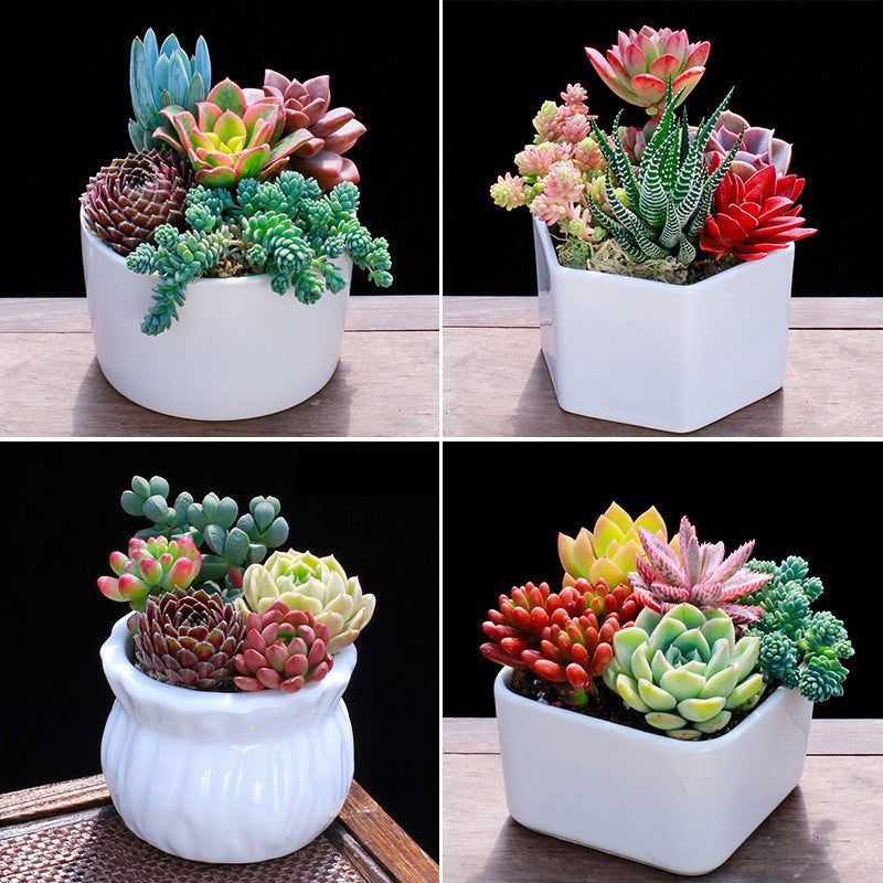 Succulent Potted Plants Set