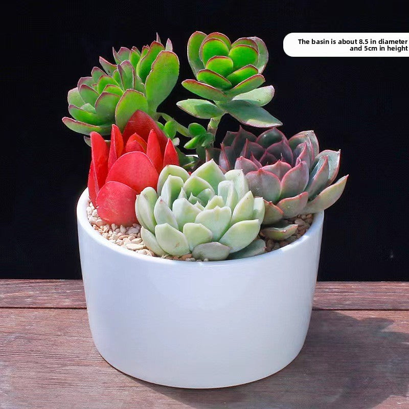 Succulent Potted Plants Set