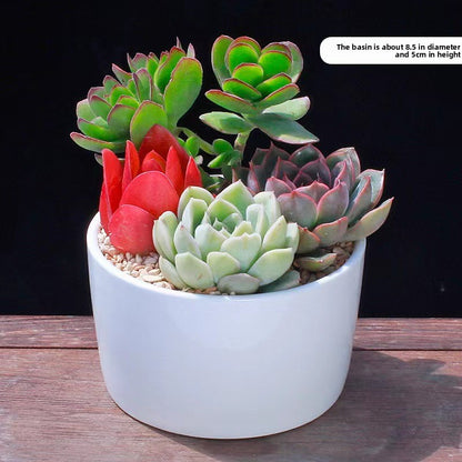 Succulent Potted Plants Set