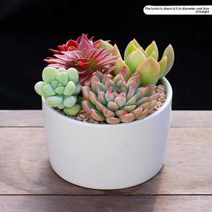 Succulent Potted Plants Set
