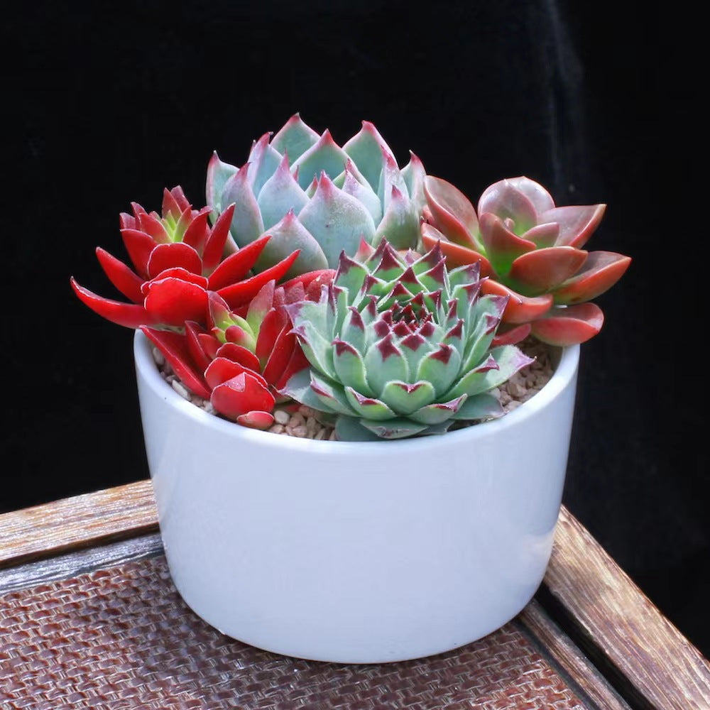 Succulent Potted Plants Set