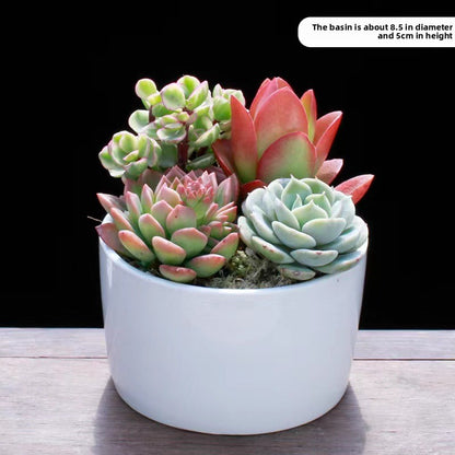 Succulent Potted Plants Set