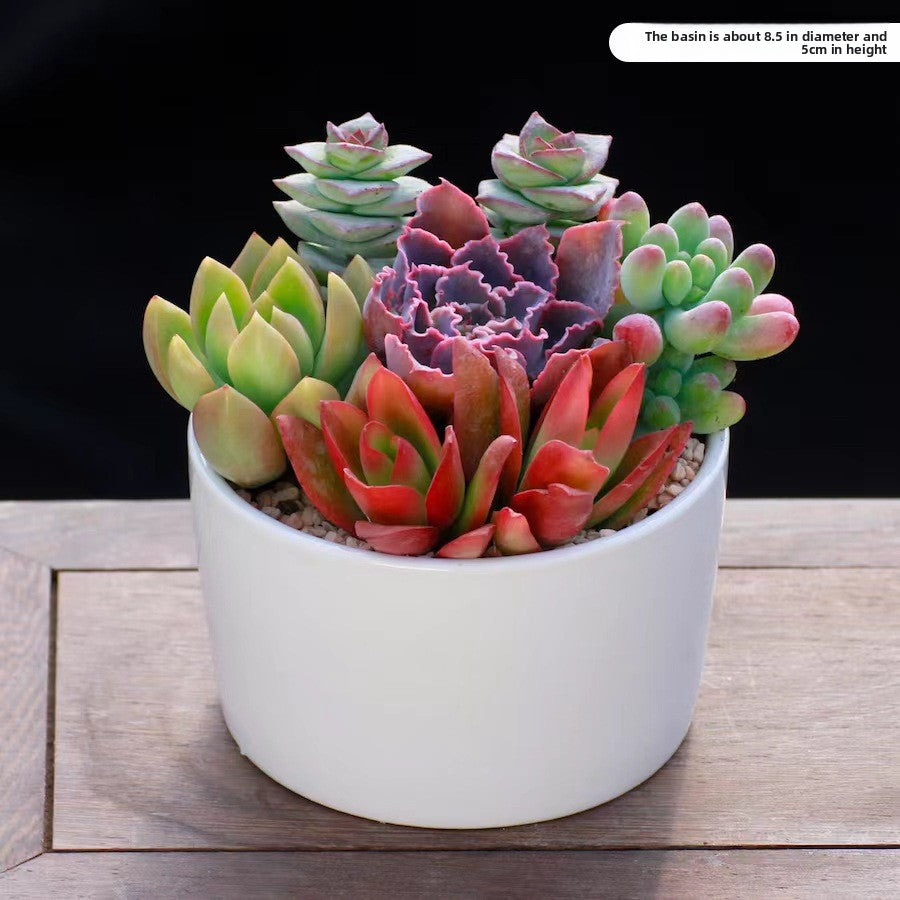 Succulent Potted Plants Set