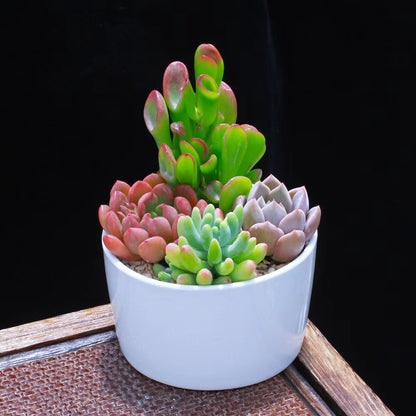 Succulent Potted Plants Set