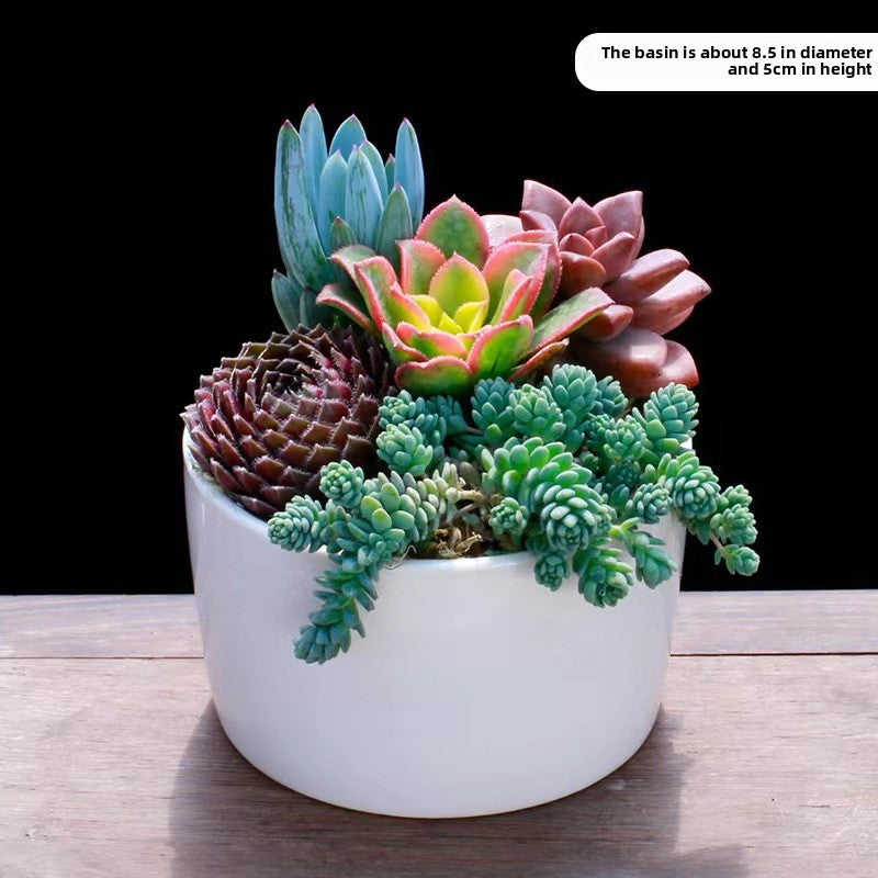 Succulent Potted Plants Set