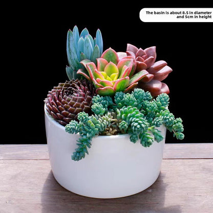 Succulent Potted Plants Set