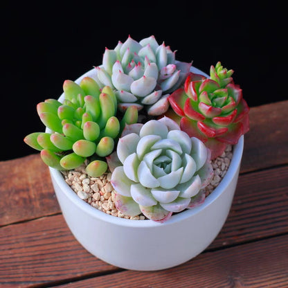 Succulent Potted Plants Set