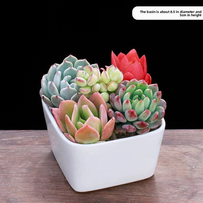 Succulent Potted Plants Set