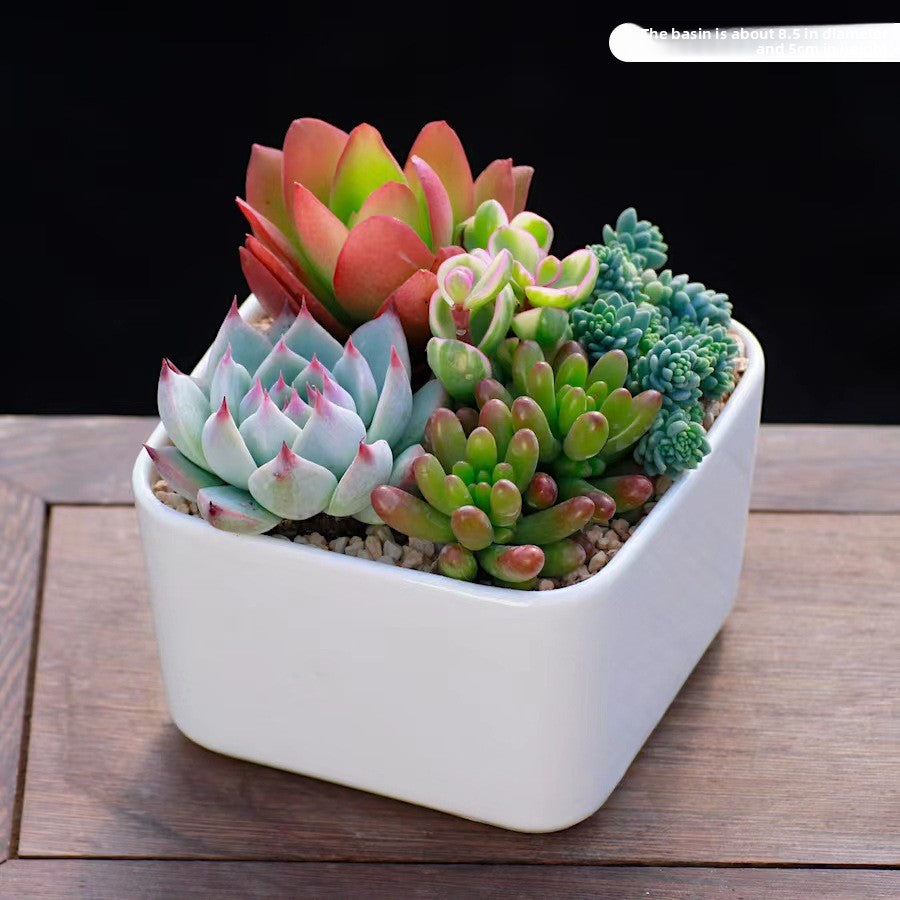 Succulent Potted Plants Set