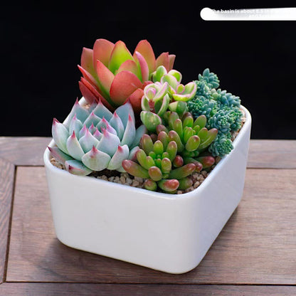 Succulent Potted Plants Set