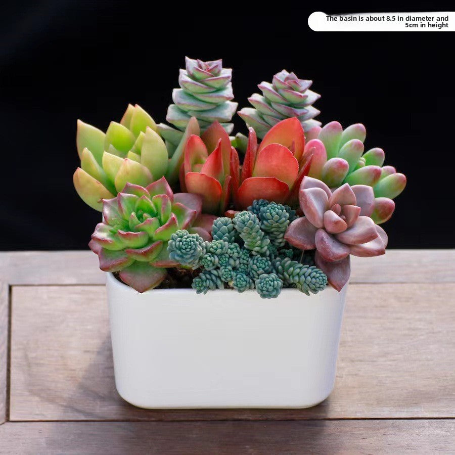 Succulent Potted Plants Set
