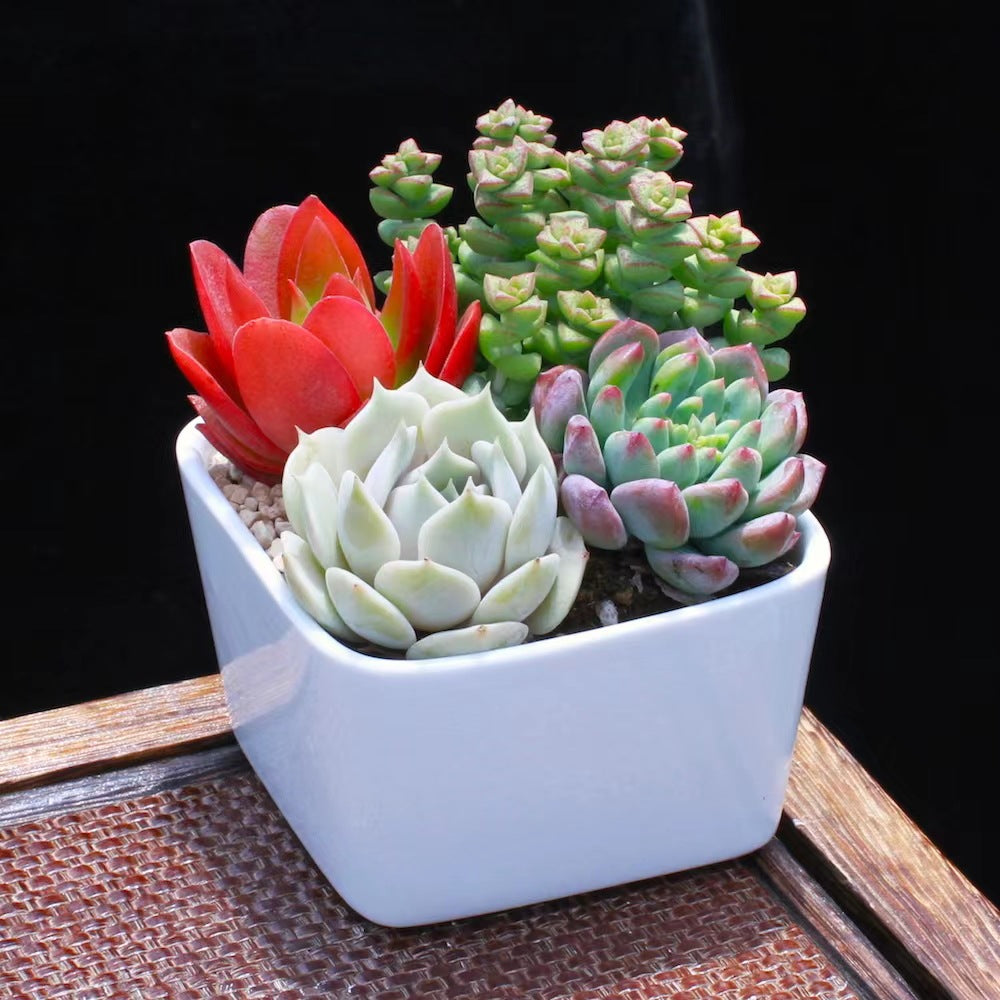 Succulent Potted Plants Set