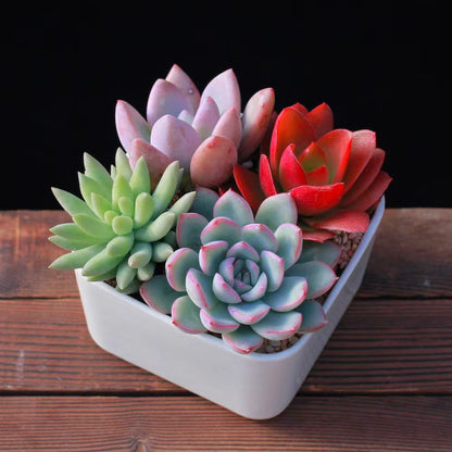 Succulent Potted Plants Set
