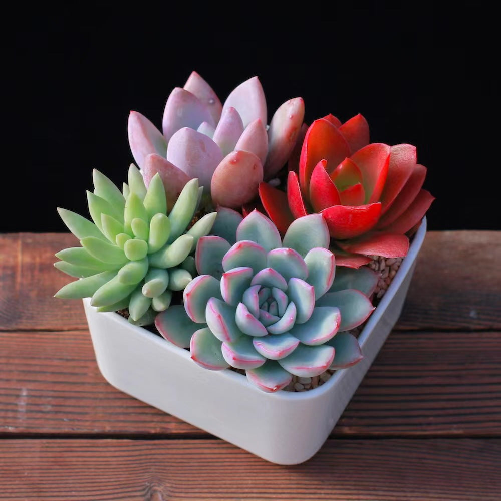 Succulent Potted Plants Set