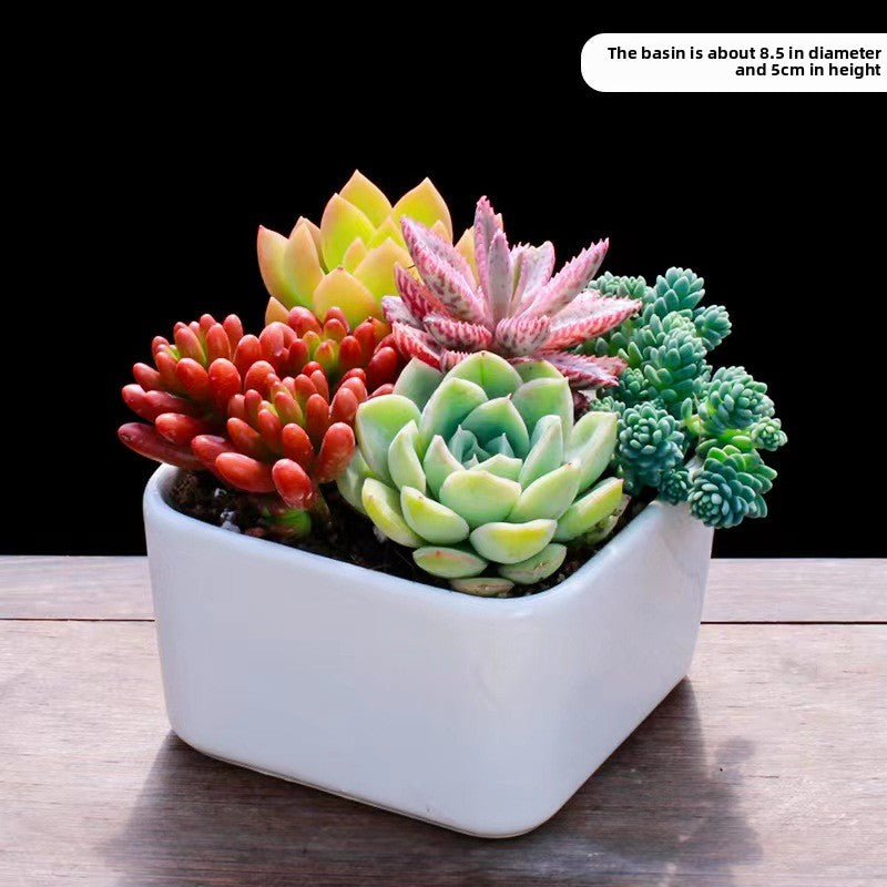 Succulent Potted Plants Set
