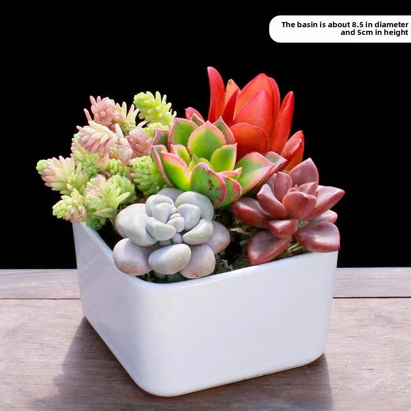 Succulent Potted Plants Set