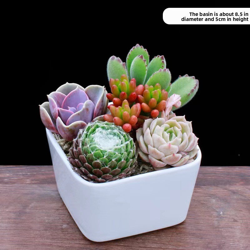 Succulent Potted Plants Set