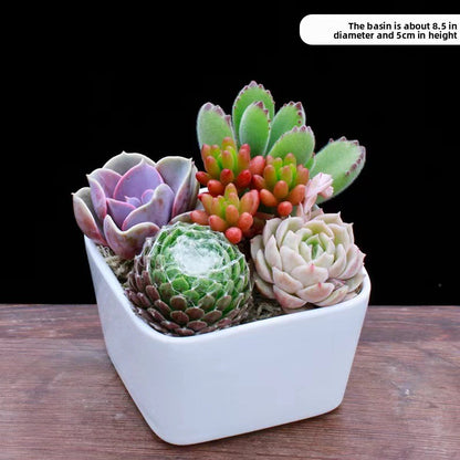 Succulent Potted Plants Set