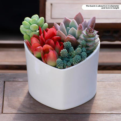 Succulent Potted Plants Set