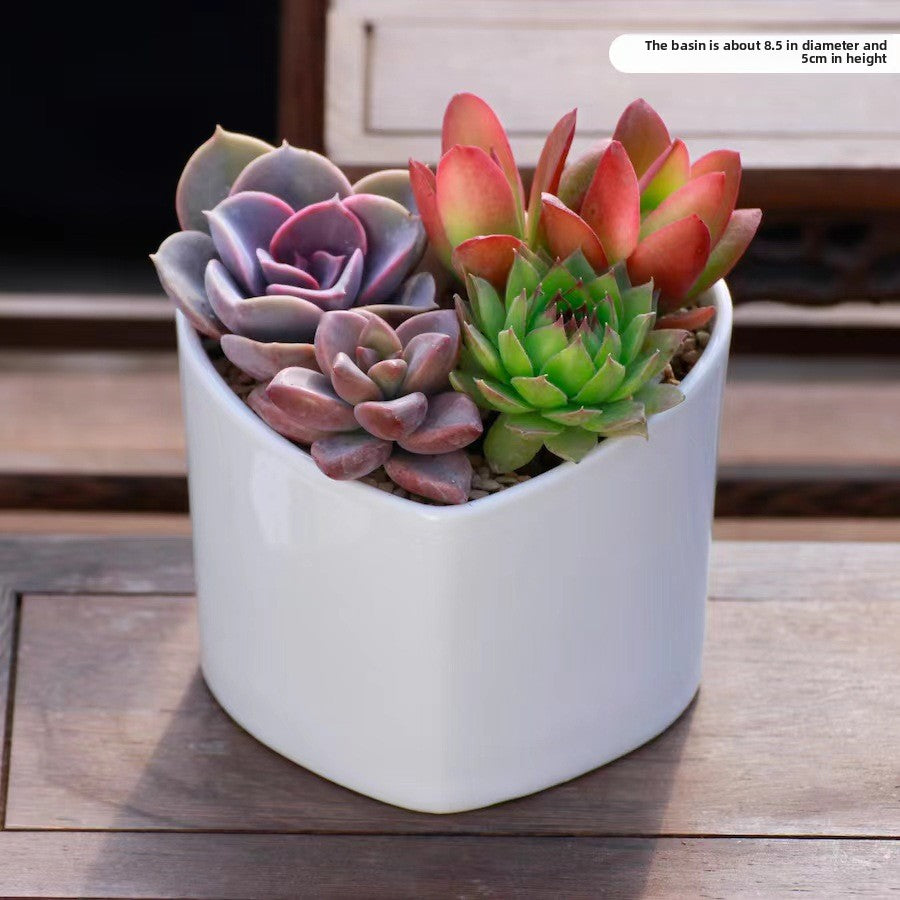 Succulent Potted Plants Set