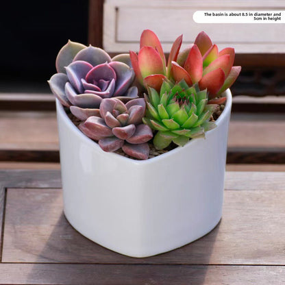 Succulent Potted Plants Set
