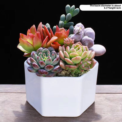 Succulent Potted Plants Set