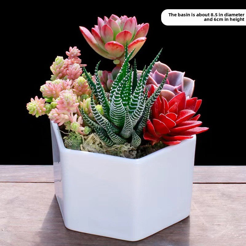 Succulent Potted Plants Set
