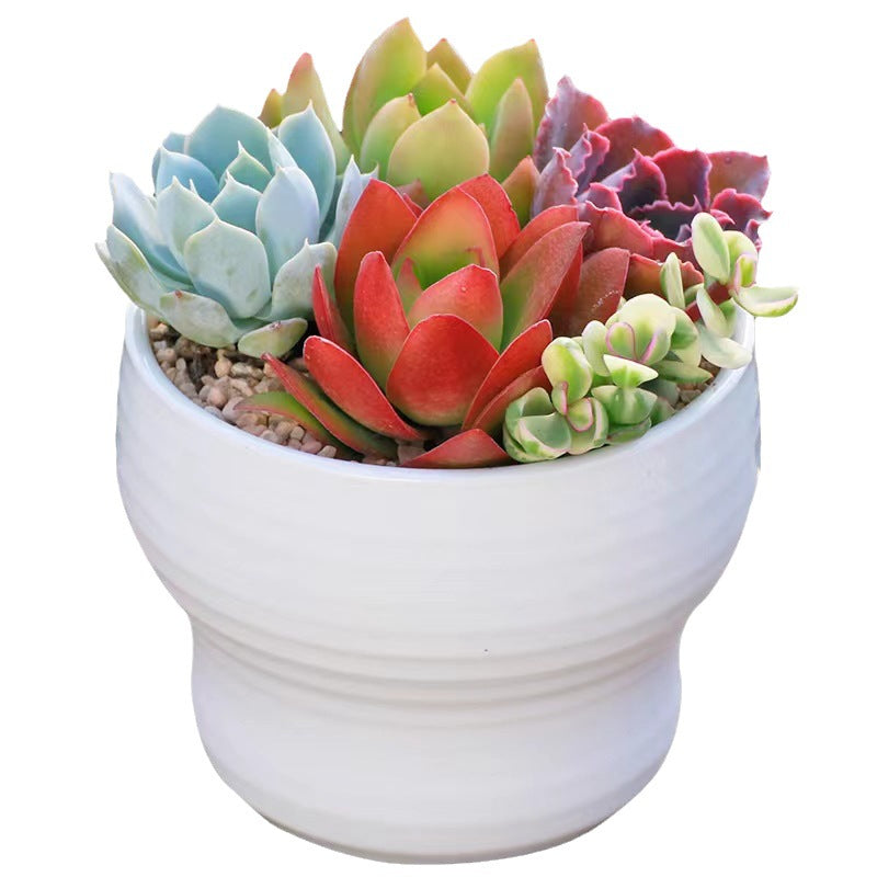 Succulent Potted Plants Set