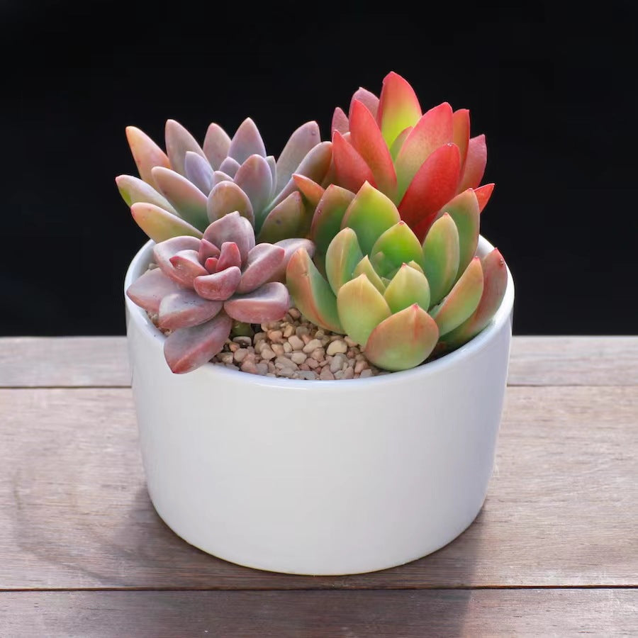 Succulent Potted Plants Set