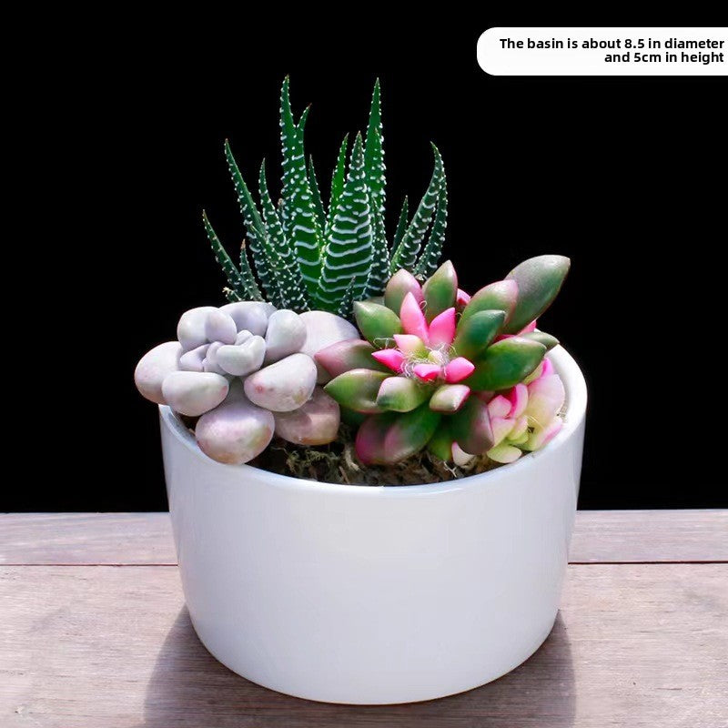 Succulent Potted Plants Set