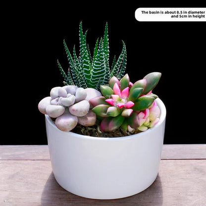 Succulent Potted Plants Set